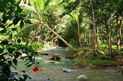 Palmen an einem Bach nahe Kawasan-Flle Cebu Philippinen